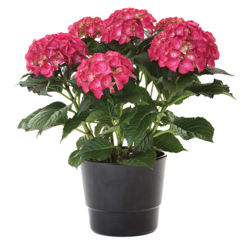 Hydrangea Plant