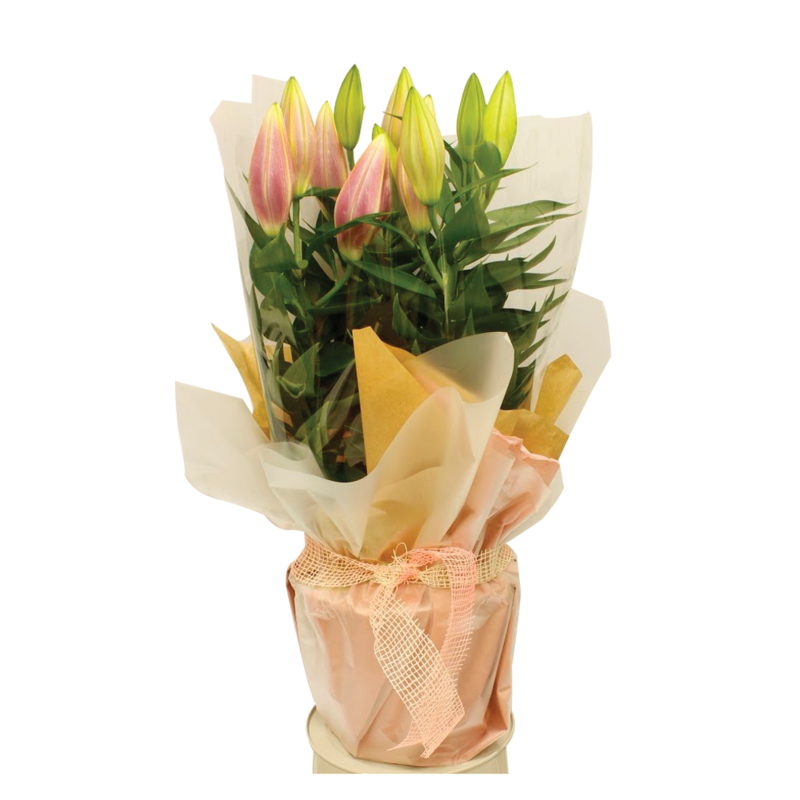 Lily Pot Gift Wrap 1600 1