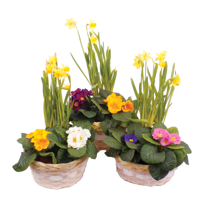 CT EASTER Basket 699