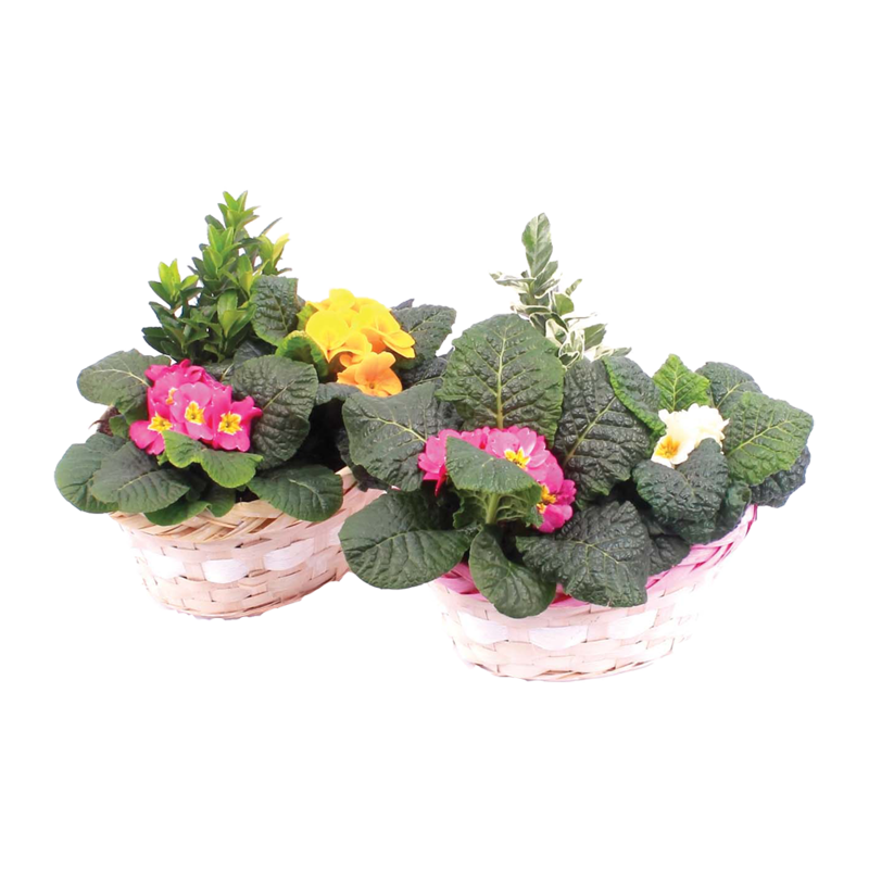 Centra Basket 699