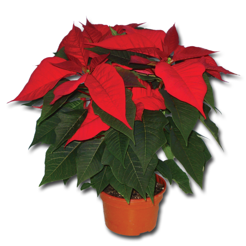 Poinsetta PA317