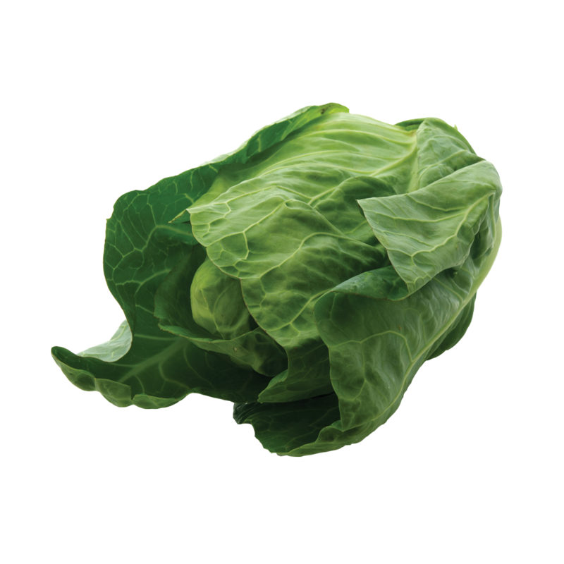 CT York Cabbage