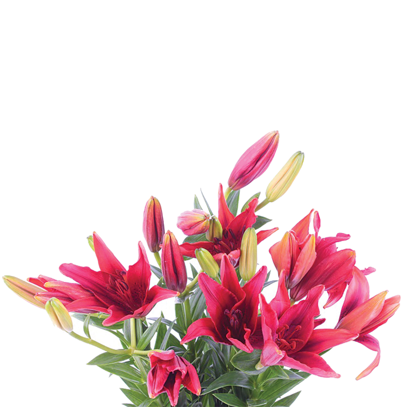 Lillies 2